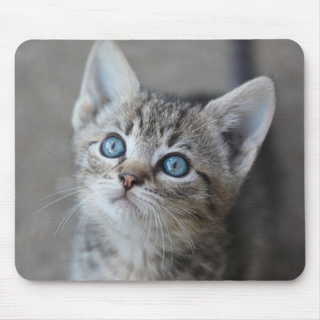 Mousepad Gatinho bonito no jardim (Frente)