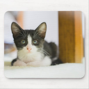 Mousepad Gatinho branco e preto doce