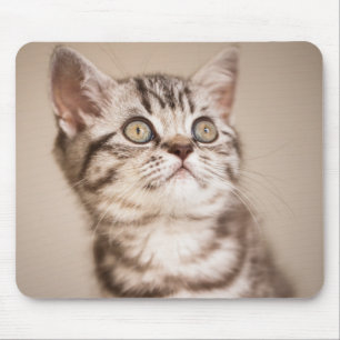 Mousepad Gatinho britânico cinzento bonito do cabelo curto