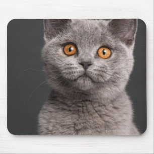 Mousepad Gatinho britânico de Shorthair (3 meses velho)