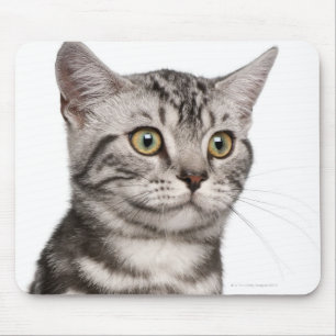 Mousepad Gatinho britânico de Shorthair (4 meses velho)