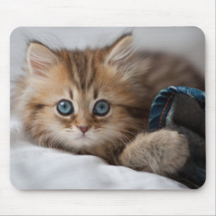 Mousepad Gatinho com olhos azuis