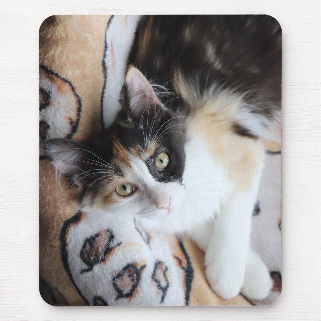 Mousepad Gatinho de Cricket Calico (Frente)