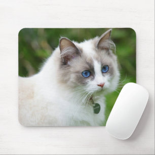 Mousepad Gatinho de Olhos Azuis