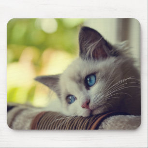 Mousepad Gatinho de Ragdoll