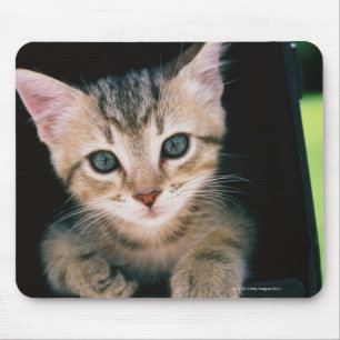 Mousepad Gatinho dentro da caixa postal