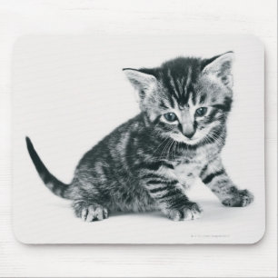 Mousepad Gatinho do gato malhado