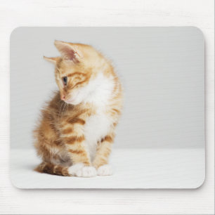 Mousepad Gatinho do gengibre