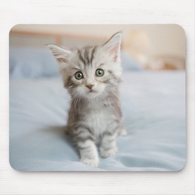 Mousepad Gatinho do racum de Maine (Frente)