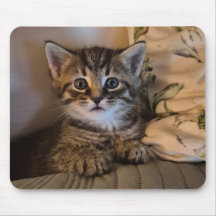 Gatinho doce