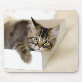Mousepad Gatinho em um porta-malas