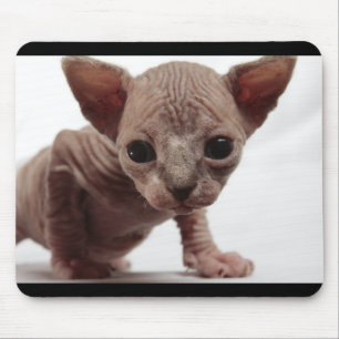 Mousepad Gatinho esfínctico sem osso, gordo e fresco
