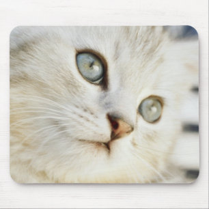 Mousepad Gatinho, fim-acima 2