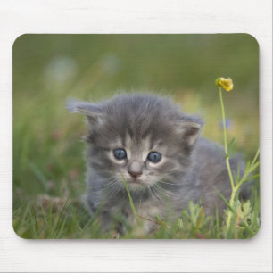 Mousepad Gatinho Fofo Personalizado
