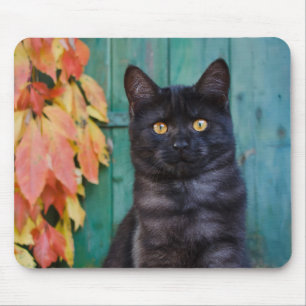 Mousepad Gatinho Gato Negro Bonito com Porta Azul Vermelha.