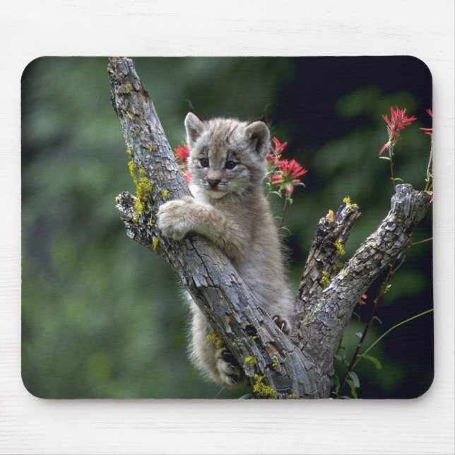 Mousepad Gatinho Lince-pequeno de Canadá (Frente)