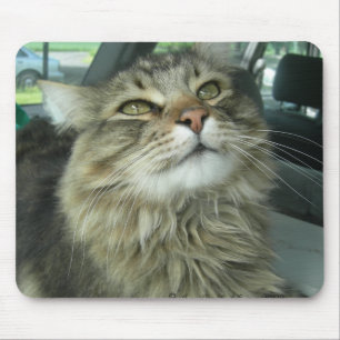 Mousepad Gatinho Maine Coon