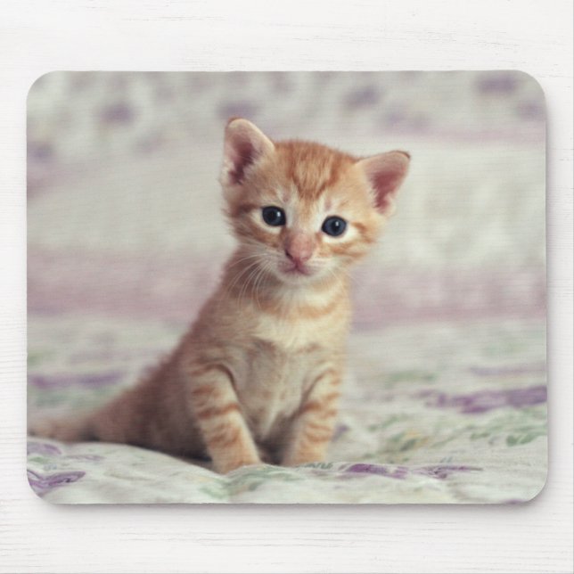 Mousepad Gatinho minúsculo do gengibre (Frente)