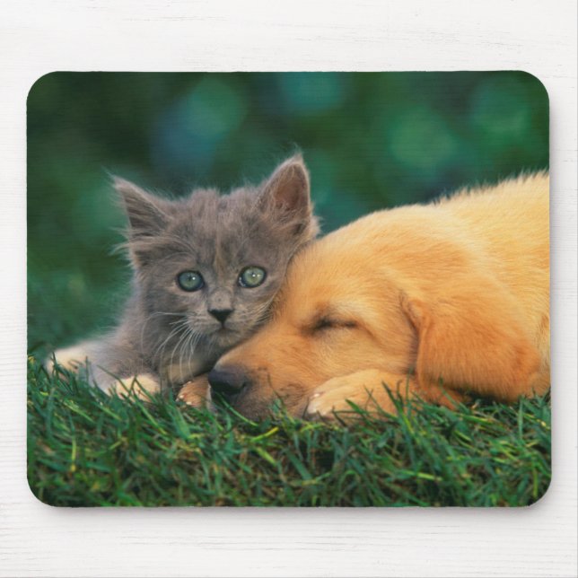 Mousepad Gatinho pequeno bonito e filhote de cachorro junto (Frente)