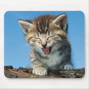 Mousepad Gatinho pequeno em uma árvore