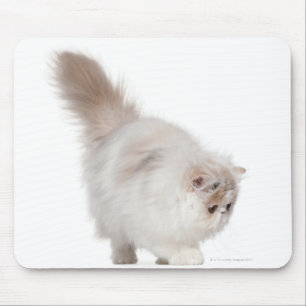 Mousepad Gatinho persa (3 meses velho)