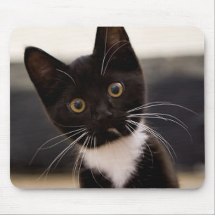 Mousepad Gatinho preto e branco bonito do smoking