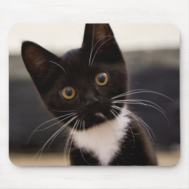 Mousepad Gatinho preto e branco bonito do smoking (Frente)