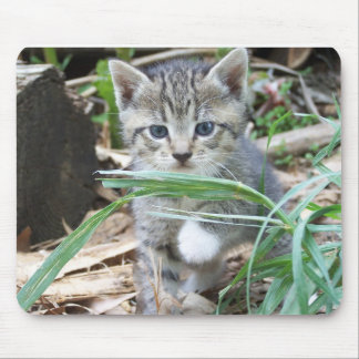 Mousepad Gatinho que esconde atrás da lâmina de grama