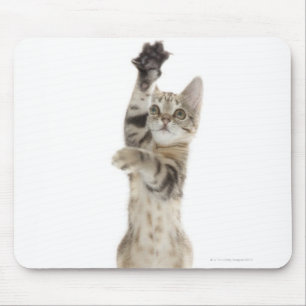 Mousepad Gatinho que está nas patas traseiras