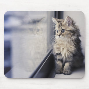 Mousepad Gatinho que olha para fora a janela