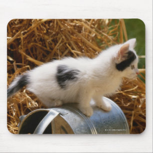 Mousepad Gatinho que senta-se sobre a lata molhando