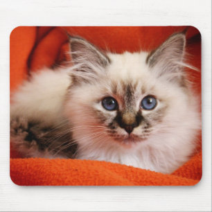 Mousepad Gatinho sagrado de Birman