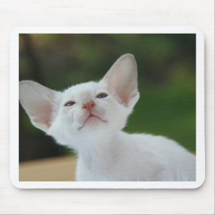 Mousepad Gatinho Siamese