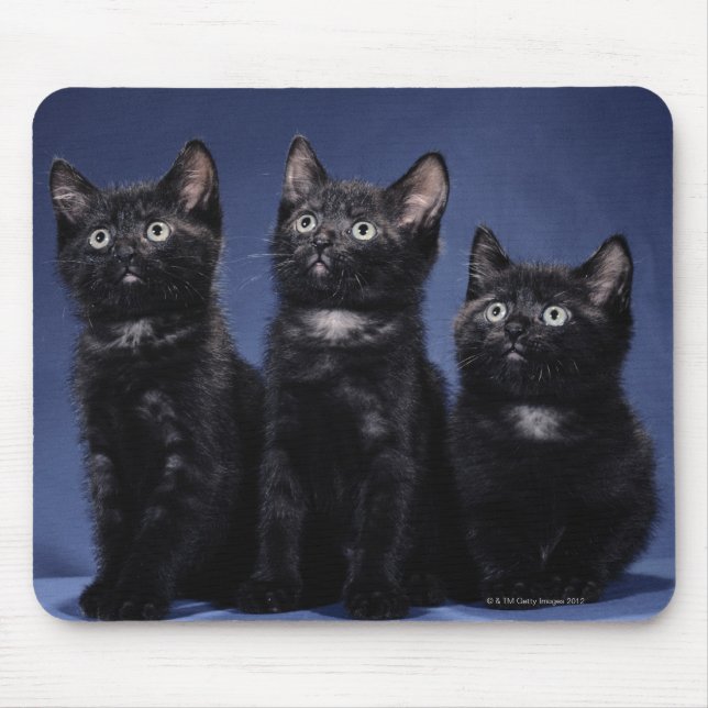Mousepad Gatinhos (Frente)