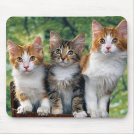 Mousepad Gatinhos