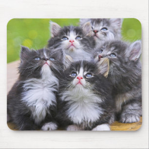 Mousepad Gatinhos Bonitos