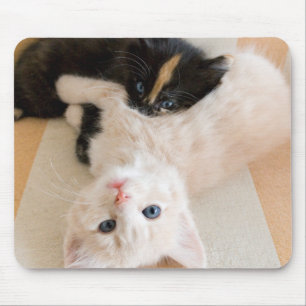 Mousepad Gatinhos brancos e pretos