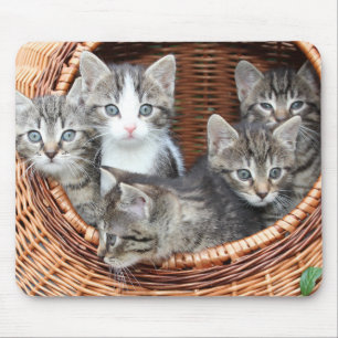 Mousepad Gatinhos De Gato Gatinho Em Um Pad De Mouse De Ces