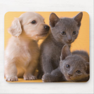 Mousepad Gatinhos do russo & filhotes de cachorro azuis do