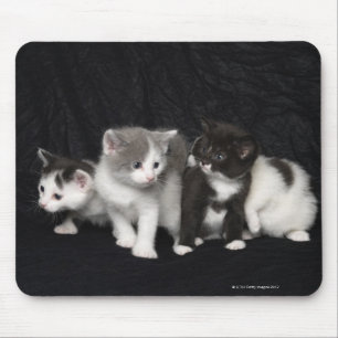 Mousepad Gatinhos em um tiro do estúdio