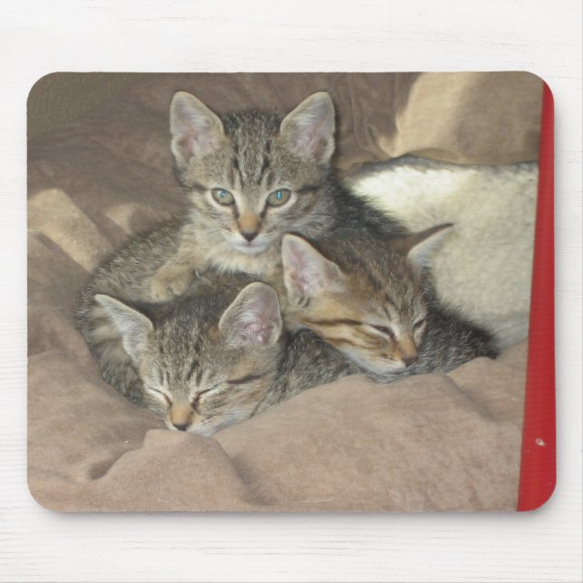Mousepad Gatinhos peluches (Frente)