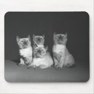 Mousepad Gatinhos Siamese que olham acima B&W