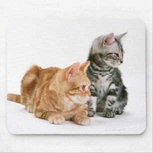Mousepad Gato 2 de Shorthair do americano
