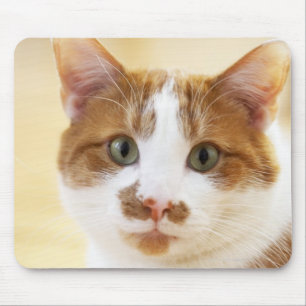 Mousepad gato alaranjado e branco que olha a câmera