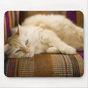 Mousepad Gato amarelo bonito do tabi que coloca no sofá