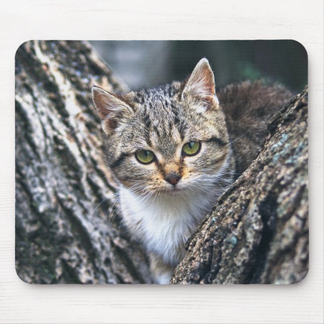 Mousepad gato, animal de estimação, natureza (Frente)