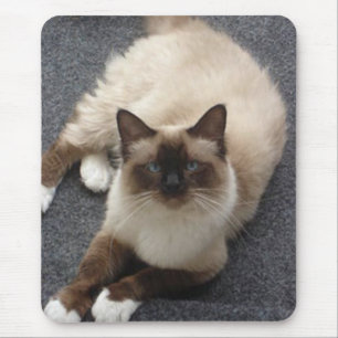 Mousepad Gato bonito de Birman