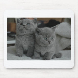 Mousepad gato bonito do gatinho novo do meow do purr do