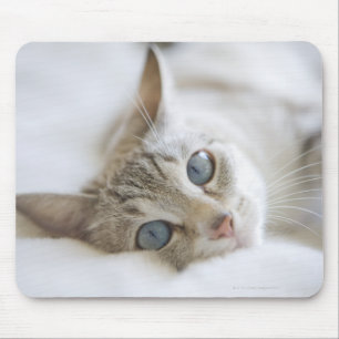 Mousepad Gato branco bonito com os olhos azuis que colocam