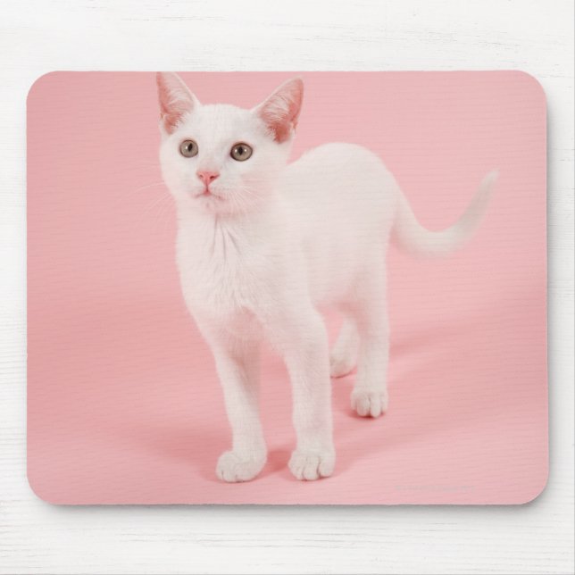 Mousepad Gato branco jovem 2 (Frente)